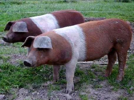 El cerdo de la protesta danesa. El cerdo de la protesta danesa.