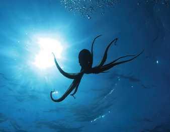 Pulpo moviendo tentáculos Pulpo moviendo tentáculos