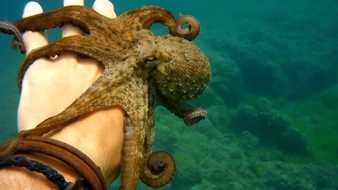 Pulpo atacando en los sueños Pulpo atacando en los sueños