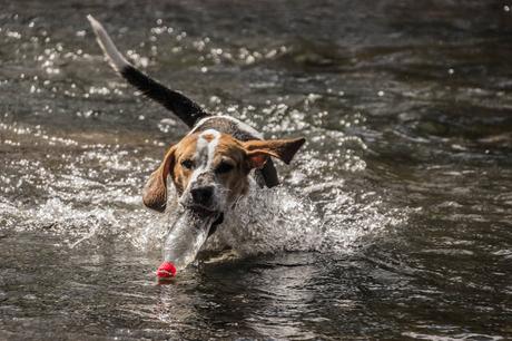 Un beagle y una serpiente!!