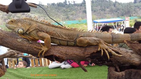 robado iguana