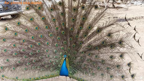 pavo