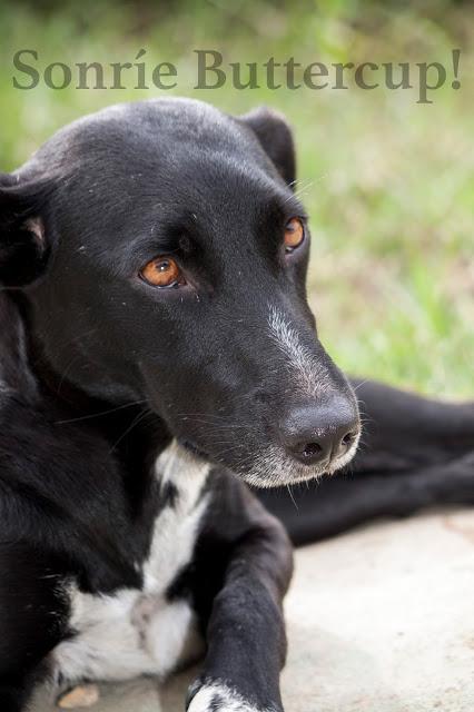 Tina y Telma, modelos en adopción