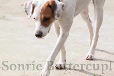 Tina y Telma, modelos en adopción