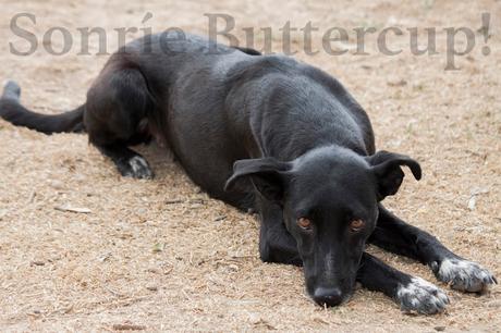 Tina y Telma, modelos en adopción