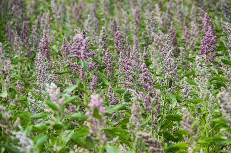Inti Raymi en Zuleta, huambrito Inti Raymi en Zuleta, huambrito