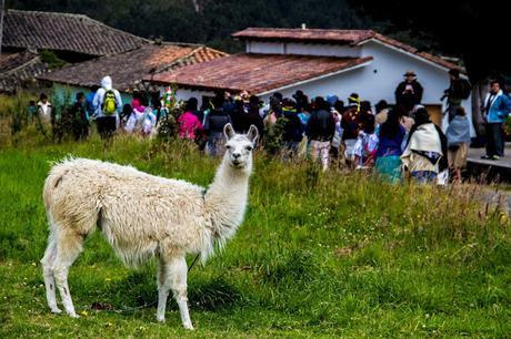 Inti Raymi en Zuleta, huambrito Inti Raymi en Zuleta, huambrito