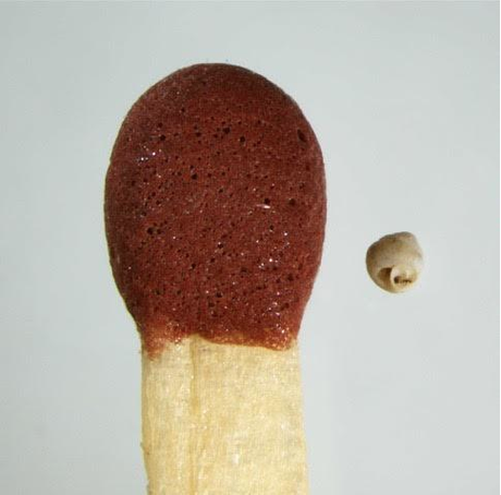 Descubren el caracol más pequeño del mundo