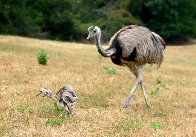 El que no vuela, corre IV El que no vuela, corre IV