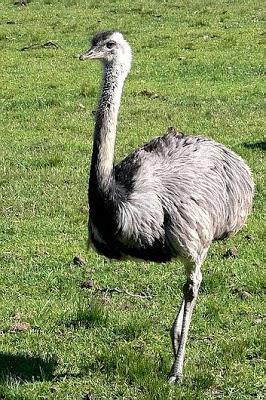 El que no vuela, corre IV El que no vuela, corre IV