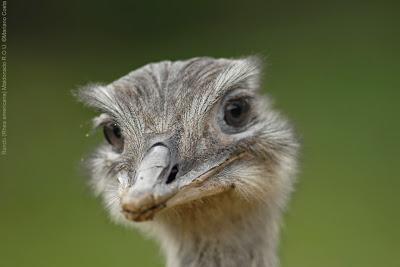 El que no vuela, corre IV El que no vuela, corre IV