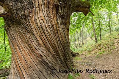 La piel del árbol