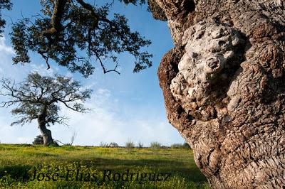 La piel del árbol