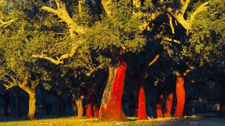 Alcalá del Júcar entre los 15 bosques para sentir el Otoño