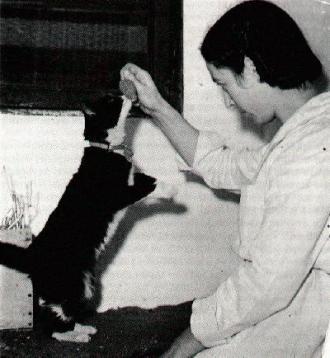 Simon, el gato del barco Amethyst Simon en cuarentena