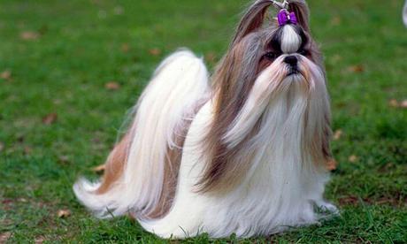 los “perros Shih tzu” una de las razas proveniente de China perros Shih tzu