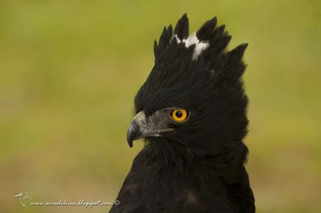 Águila crestuda negra (Black-Hawk Eagle) Spizaetus tyrannus