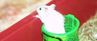 En EEUU experimentan el adelgazamiento con ratones En EEUU experimentan el adelgazamiento con ratones