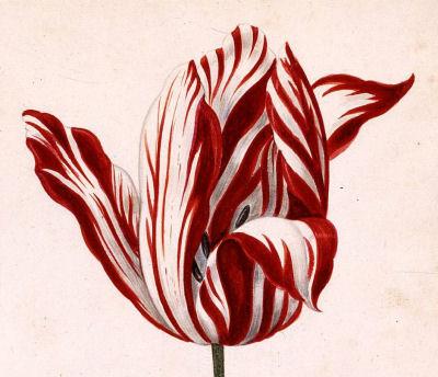 Cambia mansión por un tulipán crisis tulipanes Cambia mansión por un tulipán