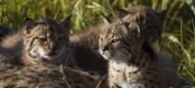 Se refuerza genéticamente la población de lince ibérico de Doñana