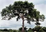 Un árbol por el Parkinson