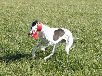 Andanzas y dulces sueños.... Andanzas y dulces sueños....