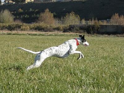 Andanzas y dulces sueños.... Andanzas y dulces sueños....