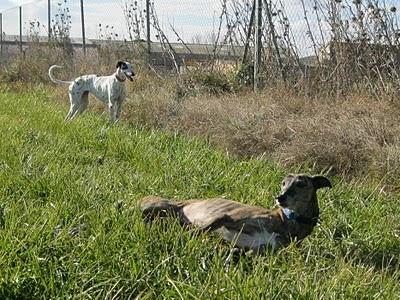 Andanzas y dulces sueños.... Andanzas y dulces sueños....