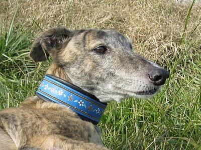 Andanzas y dulces sueños.... Andanzas y dulces sueños....