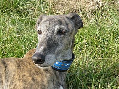 Andanzas y dulces sueños.... Andanzas y dulces sueños....