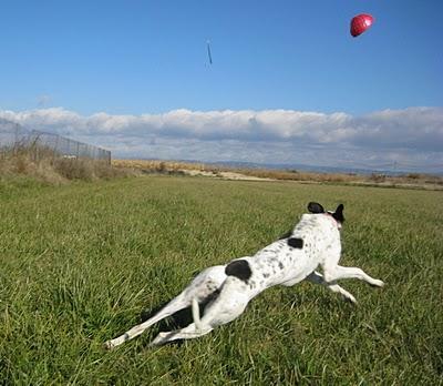 Andanzas y dulces sueños.... Andanzas y dulces sueños....