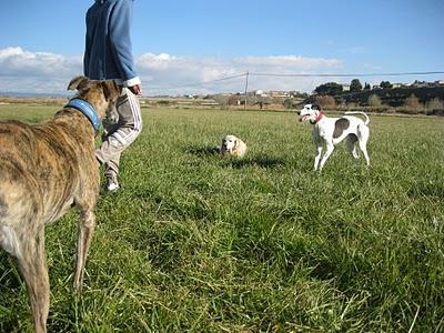 Andanzas y dulces sueños.... Andanzas y dulces sueños....
