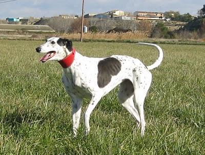 Andanzas y dulces sueños.... Andanzas y dulces sueños....