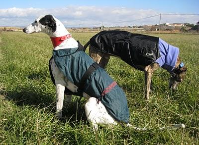 Andanzas y dulces sueños.... Andanzas y dulces sueños....