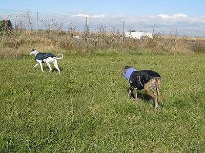 Andanzas y dulces sueños.... Andanzas y dulces sueños....