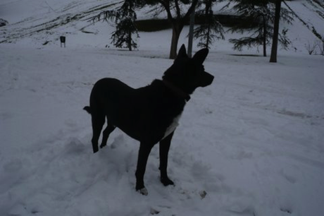 Blacky disfrutando de la nieve
