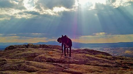 Blacky iluminado por los rayos del sol