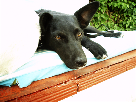 La mirada especial de Blacky