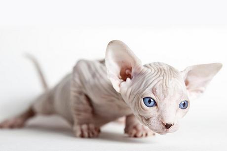 ¿Conoces la raza de gatos Esfinge o Sphynx? raza-sphinx-gatos-egipcios-blue
