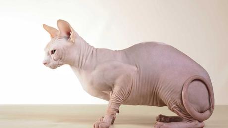 ¿Conoces la raza de gatos Esfinge o Sphynx? raza-sphynx-esfinge-gato