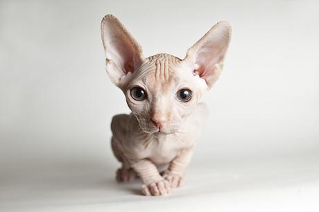 ¿Conoces la raza de gatos Esfinge o Sphynx? raza-sphynx-esfinge-gato-2