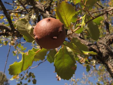 Agalla de roble. Autora, Jacinta Lluch