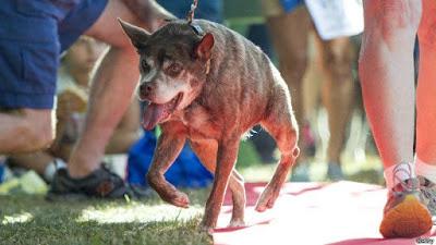 Estos son los perros más feos del mundo