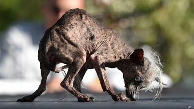 Estos son los perros más feos del mundo