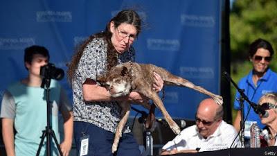 Estos son los perros más feos del mundo