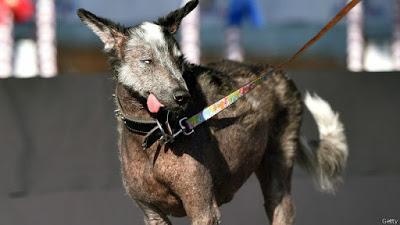 Estos son los perros más feos del mundo