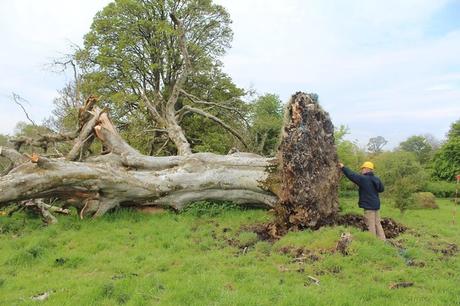 This beech tree fell as the result of a strong storm that hit the northern part of the country. 
