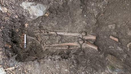 This skeleton was found underneath the roots.