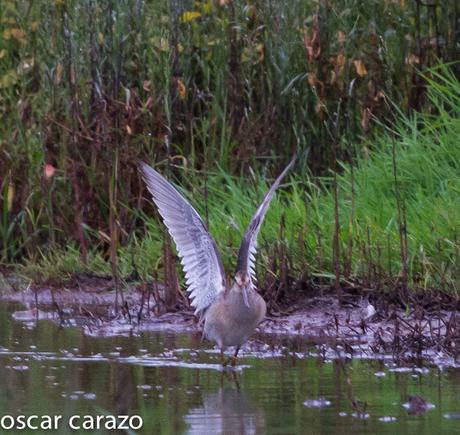 NEARTICAS EN ASTILLERO