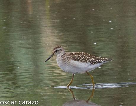 NEARTICAS EN ASTILLERO